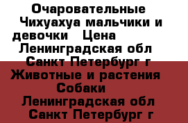 Очаровательные  Чихуахуа мальчики и девочки › Цена ­ 15 000 - Ленинградская обл., Санкт-Петербург г. Животные и растения » Собаки   . Ленинградская обл.,Санкт-Петербург г.